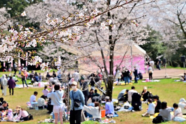 あつぎ飯山桜まつりの写真
