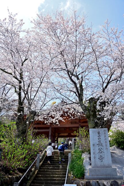 飯山観音長谷寺のサクラの写真