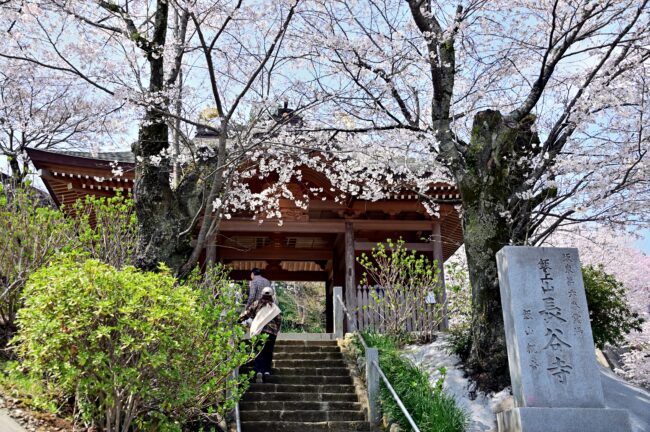 飯山観音長谷寺のサクラの写真