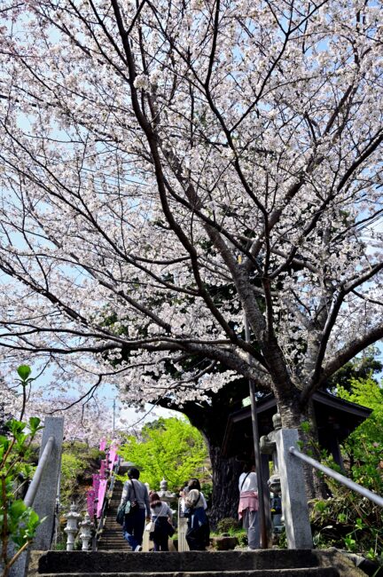 飯山観音長谷寺のサクラの写真