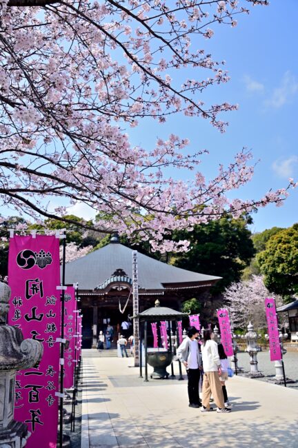 飯山観音長谷寺のサクラの写真