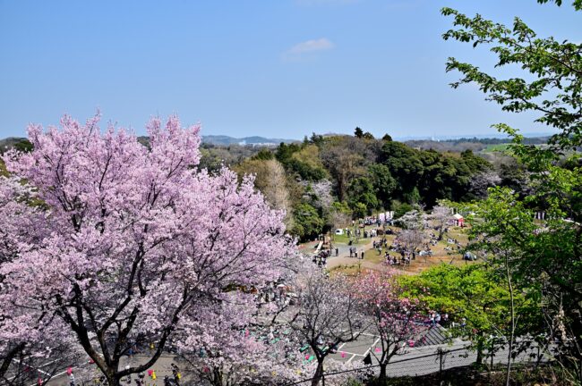 あつぎ飯山桜まつりの写真