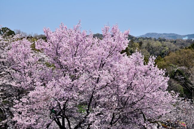 飯山観音長谷寺のサクラの写真