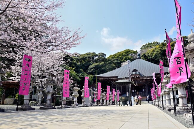 飯山観音長谷寺のサクラの写真
