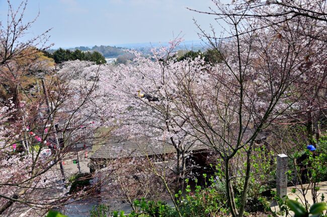 飯山観音長谷寺のサクラの写真