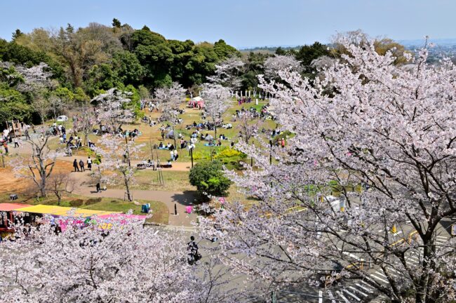 あつぎ飯山桜まつりの写真