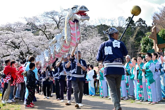 あつぎ飯山桜まつりの白龍の舞の写真