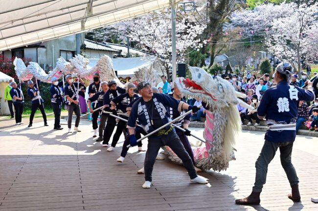 あつぎ飯山桜まつりの白龍の舞の写真