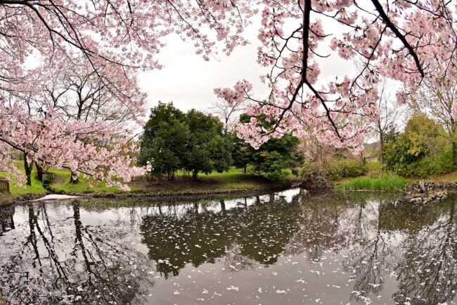 広町公園のサクラの写真