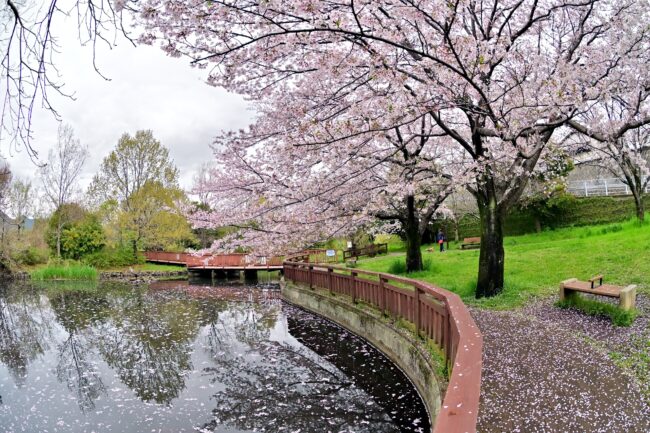 広町公園のサクラの写真