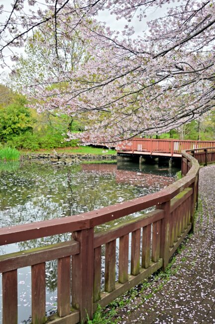 広町公園のサクラの写真
