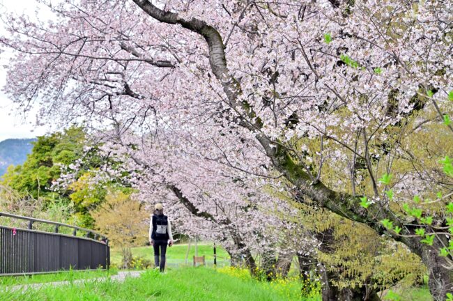 広町公園のサクラの写真