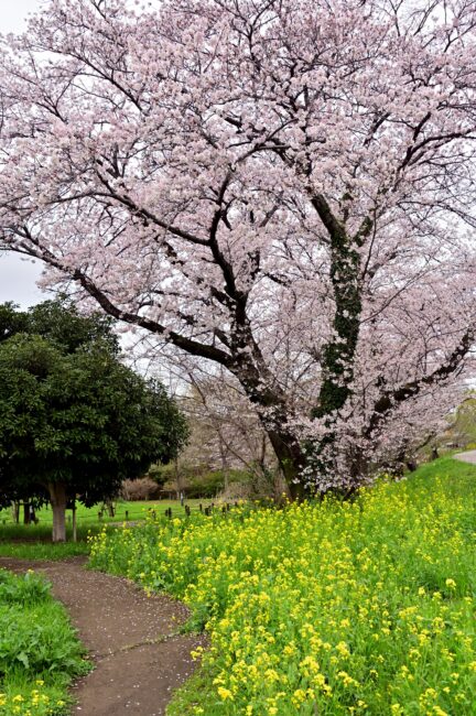広町公園のサクラの写真