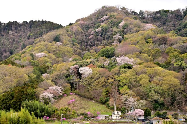 飯山白山森林公園のサクラの写真