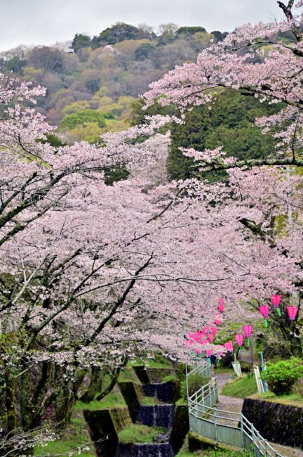 飯山・大門通りのサクラの写真
