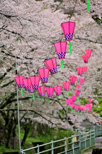 飯山・大門通りのサクラの写真