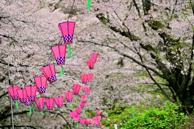 飯山・大門通りのサクラの写真