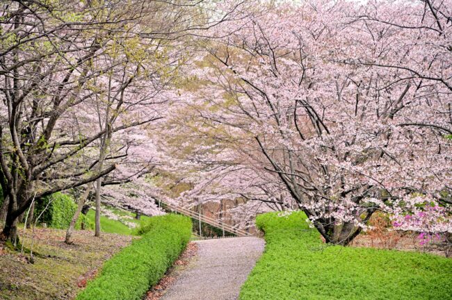 あつぎつつじの丘公園のサクラの写真