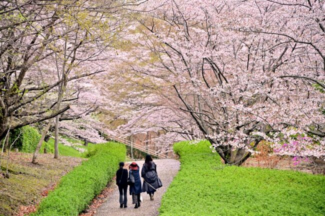 あつぎつつじの丘公園のサクラの写真