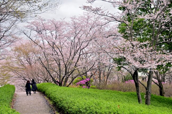 あつぎつつじの丘公園のサクラの写真