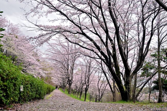あつぎつつじの丘公園のサクラの写真