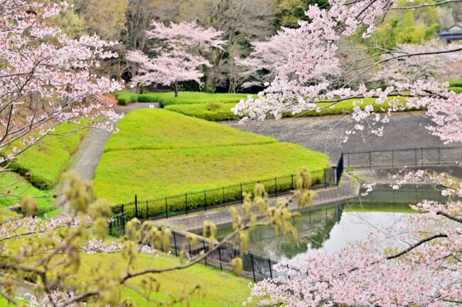 あつぎつつじの丘公園のサクラの写真