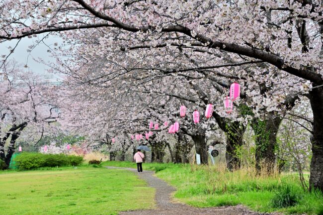 相模川三川合流点周辺のサクラの写真