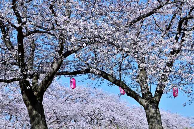 相模川三川合流点周辺のサクラの写真