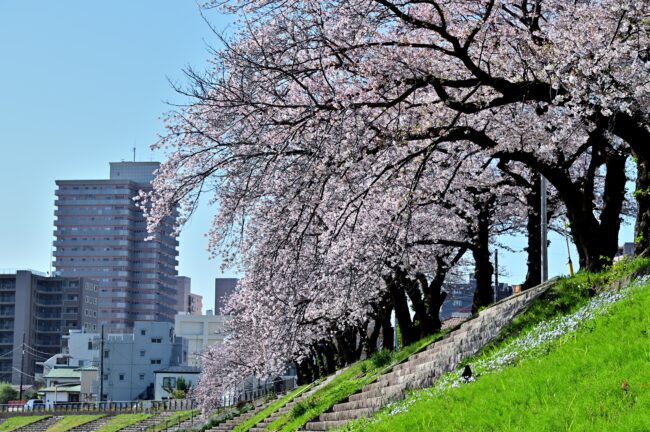 相模川三川合流点周辺のサクラの写真