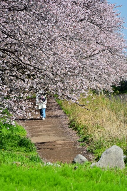 相模川三川合流点周辺のサクラの写真