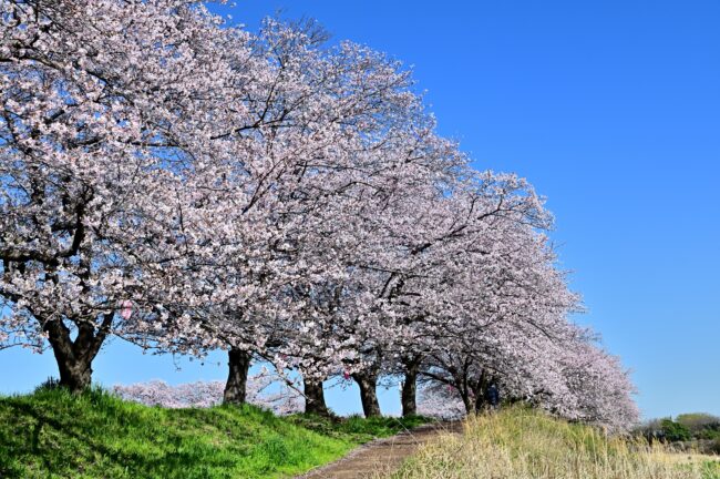 相模川三川合流点周辺のサクラの写真