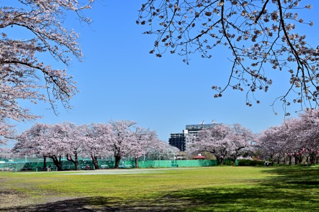 相模川三川合流点周辺のサクラの写真