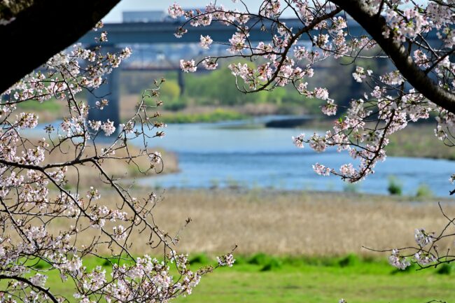 相模川三川合流点周辺のサクラの写真