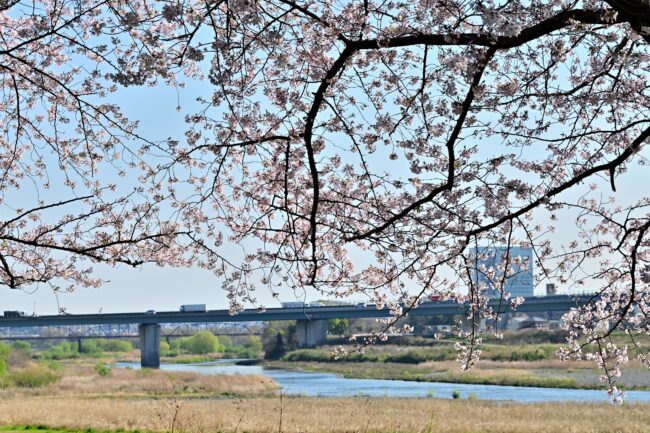 相模川三川合流点周辺のサクラの写真