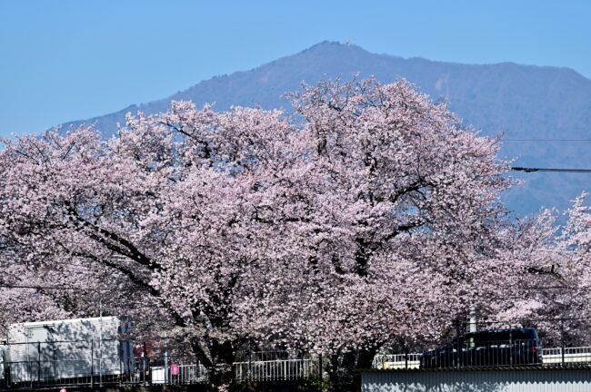 相模川三川合流点周辺のサクラの写真