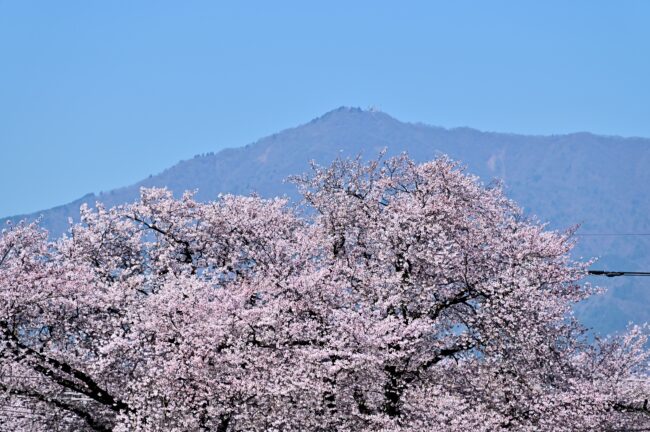 相模川三川合流点周辺のサクラの写真