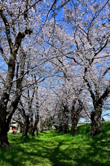 相模川三川合流点周辺のサクラの写真