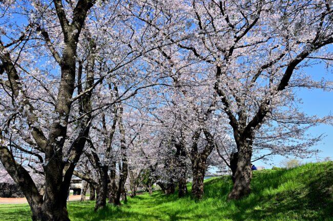 相模川三川合流点周辺のサクラの写真