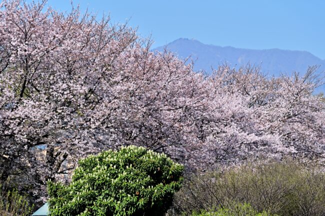 相模川三川合流点周辺のサクラの写真