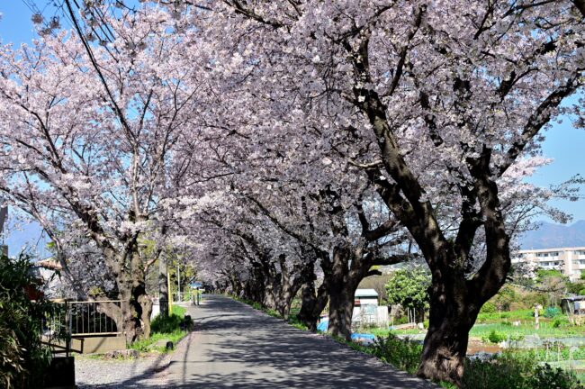 相模川三川合流点周辺のサクラの写真