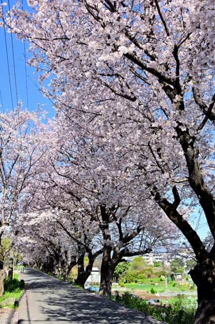 相模川三川合流点周辺のサクラの写真