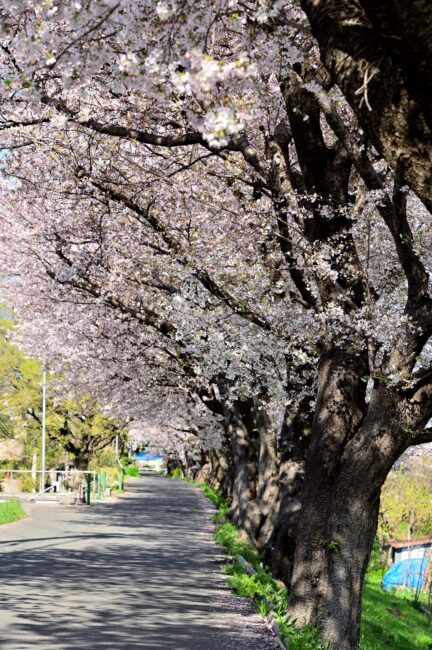 相模川三川合流点周辺のサクラの写真
