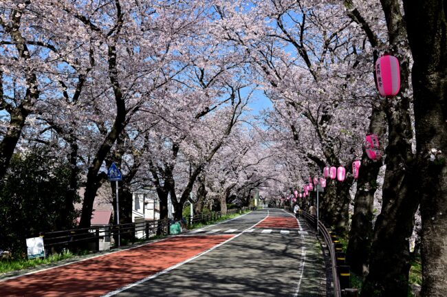 相模川三川合流点周辺のサクラの写真
