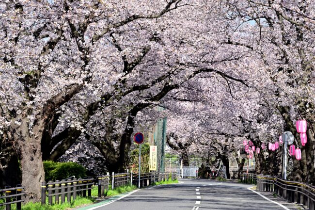 相模川三川合流点周辺のサクラの写真