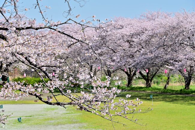 相模川三川合流点周辺のサクラの写真