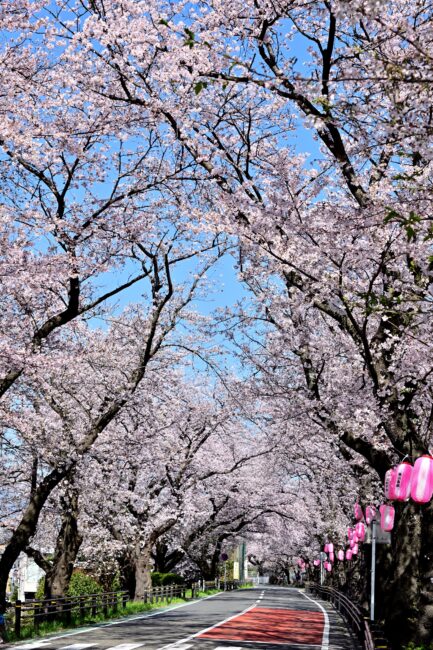 相模川三川合流点周辺のサクラの写真