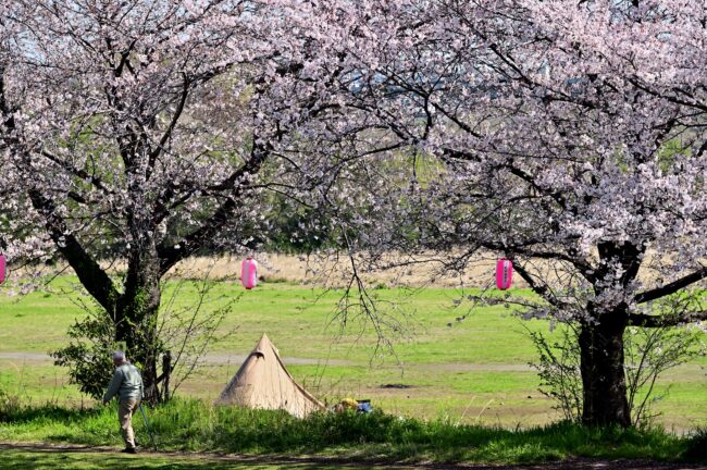 相模川三川合流点周辺のサクラの写真