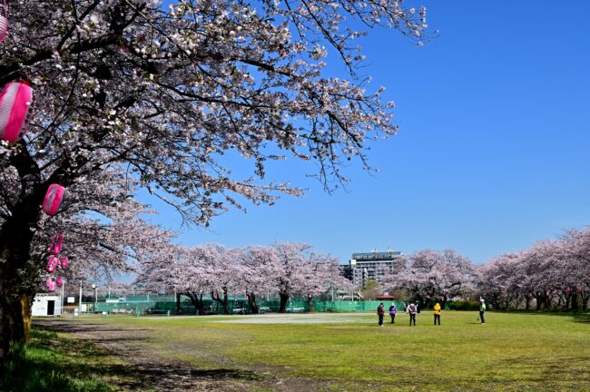 相模川三川合流点周辺のサクラの写真