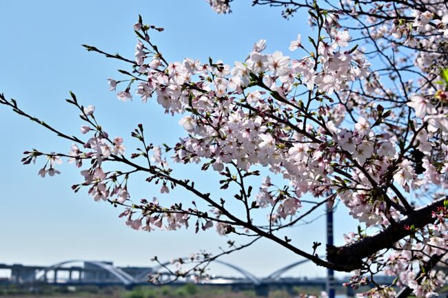 相模川三川合流点周辺のサクラの写真