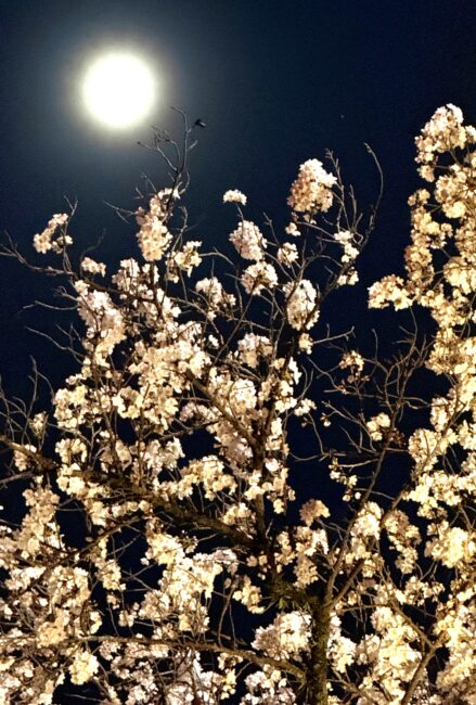 あつぎ飯山桜まつりのライトアップの写真